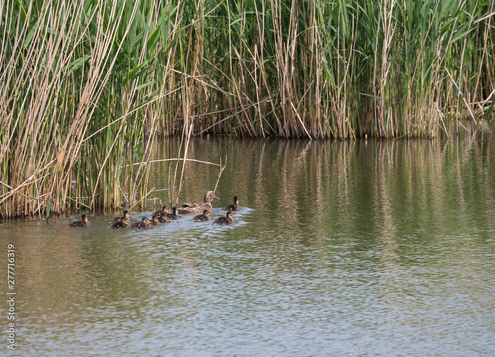 Wild Female Mallard duck with youngs ducklings. Anas platyrhynchos leaving the water hiding in reeds. Beauty in nature. Spring time. Birds swimming on lake. Young ones.