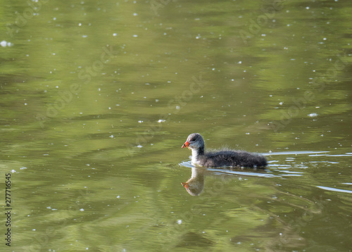 Cute ducling, baby chicken of Eurasian coot Fulica atra, also known as the common coot Swimming on green pond water. Copy space photo