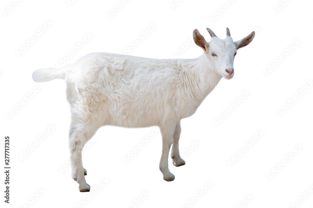 little white goat isolated on white background