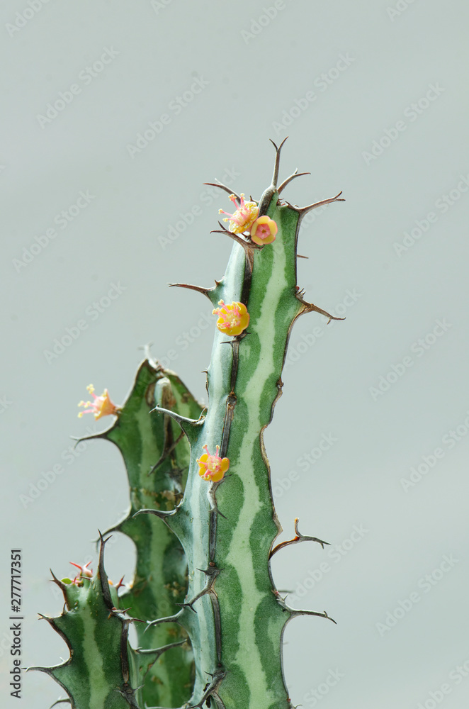 Select focus of Euphorbia Knuthii Succulent Plant With Tiny Flower Select focus of Euphorbia Knuthii Succulent Plant With Tiny Flower