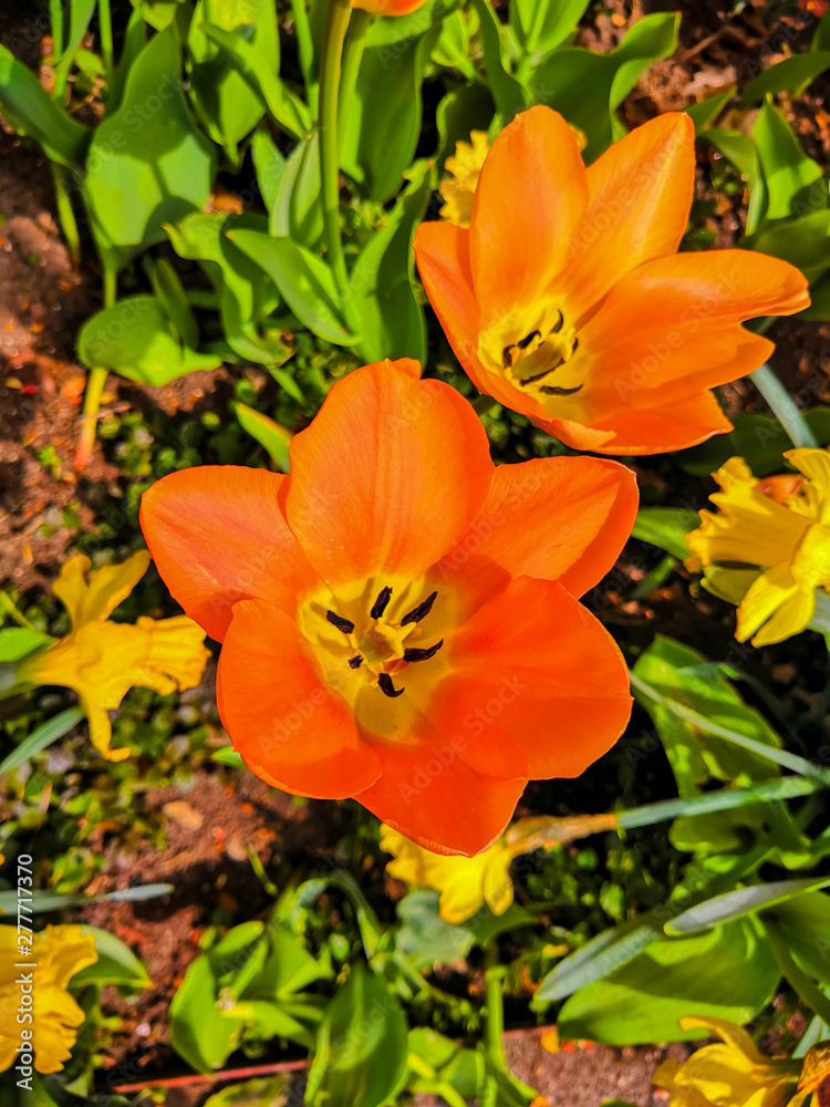 Blooming orange tulip flowers in garden Blooming orange tulip flowers in garden