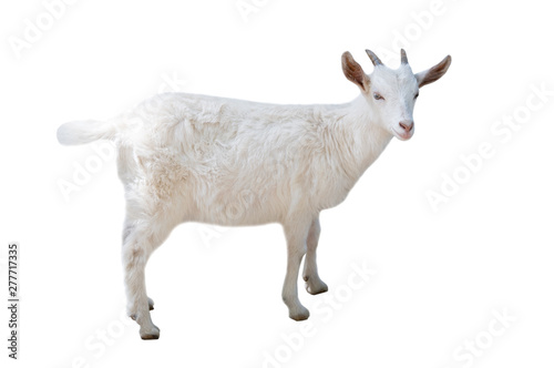 little white goat isolated on white background