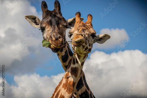 Photography Couple of Giraffes Portrait