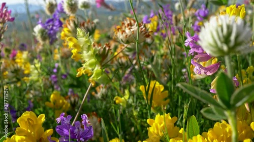 Camera moving through alpine meadow with colorful flowers . Fresh flowering meadows and blooming flowers. High quality 4K steadicam shot