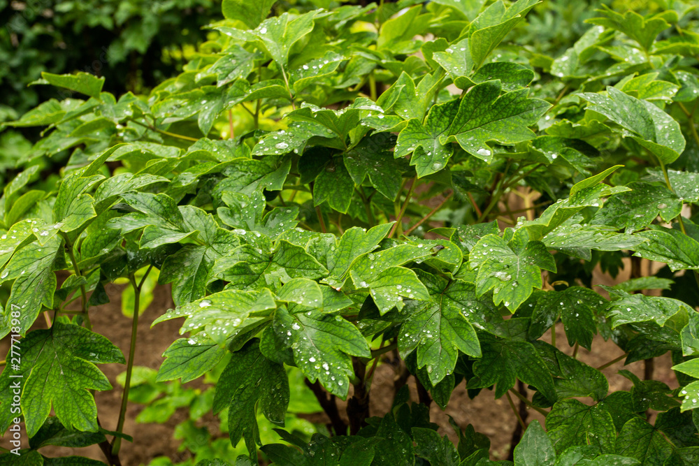 green leaves with water drops dew rain green leaves with water drops dew rain