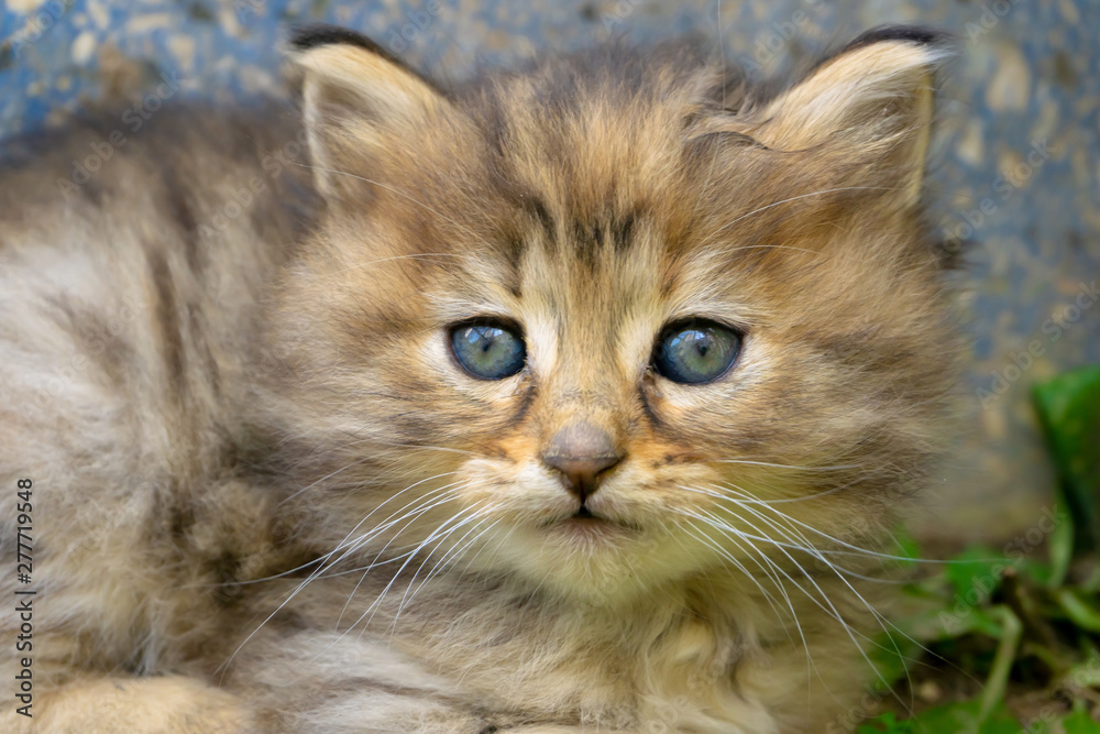 Cute small kitten with blue eyes. Portrait of tabby cat. Street cat and lifestyle concept. Cute small kitten with blue eyes. Portrait of tabby cat. Street cat and lifestyle concept.