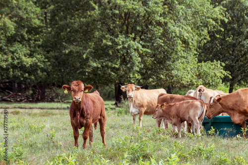 Rinderherde auf der Weide im Naturschutzgebiet