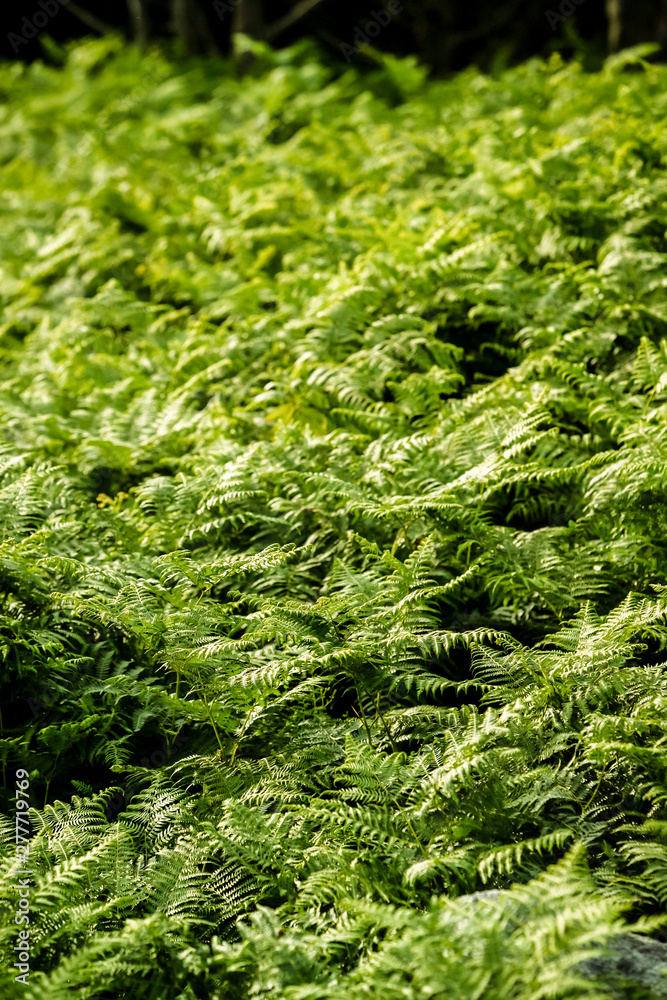 Green fern leaves in a forest, Wicklow, Ireland
