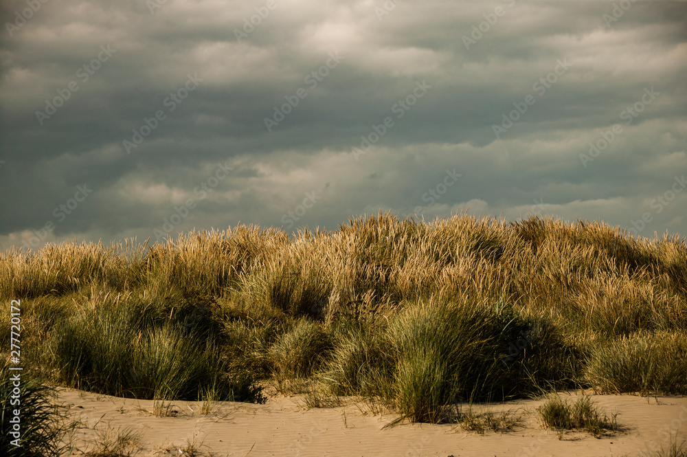 Wild grass on sand dunes with heavy clouds at Dollymount Strand, Ireland