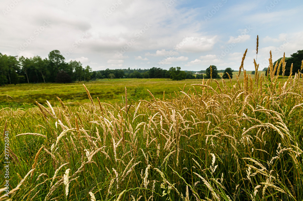 Obraz premium wild meadow grass in a green field