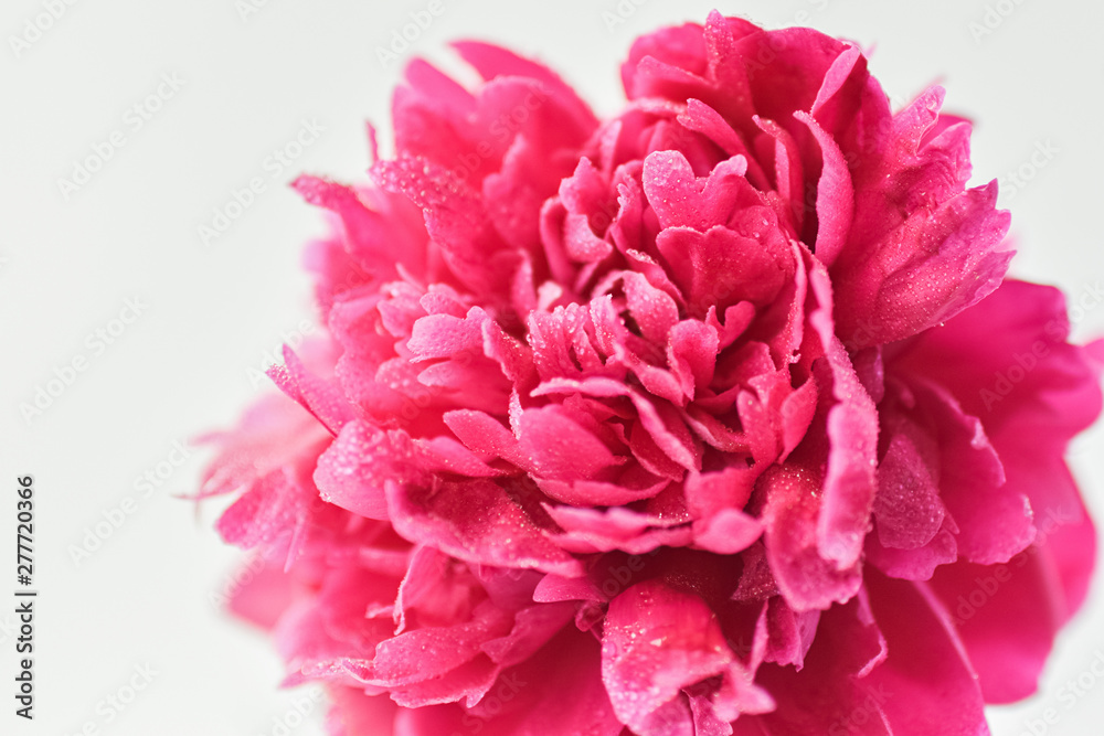Peony pink color close-up on a white background. Fresh flowers isolate. Selective focus. Copy space. Horizontal frame. Peony pink color close-up on a white background. Fresh flowers isolate. Selective focus. Copy space. Horizontal frame.