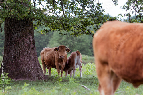 Mutterkuh säugt ihr Kalb auf der Weide