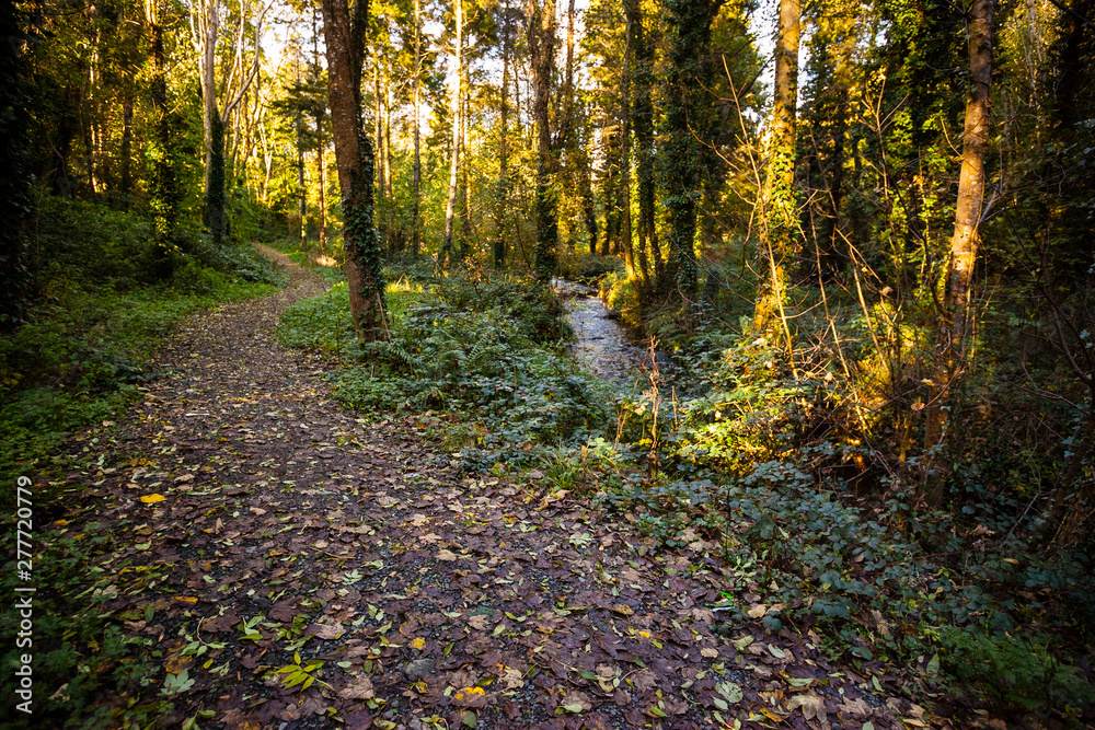 A path covered in Beech tree leaves leads through the forest at Lough Gowna, Ireland A path covered in Beech tree leaves leads through the forest at Lough Gowna, Ireland