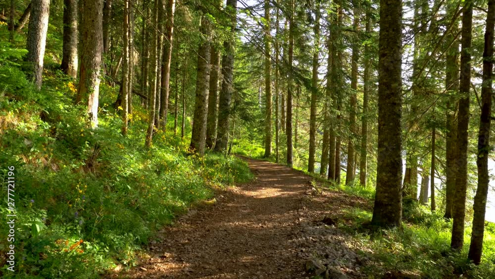Summer forest in the morning. Walking path in green fresh forest at sunrise. Steadicam shot, 4K Summer forest in the morning. Walking path in green fresh forest at sunrise. Steadicam shot, 4K