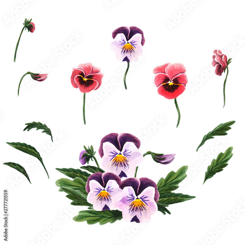 Single flowers, leaves and a bouquet of pansies isolated on a white background.