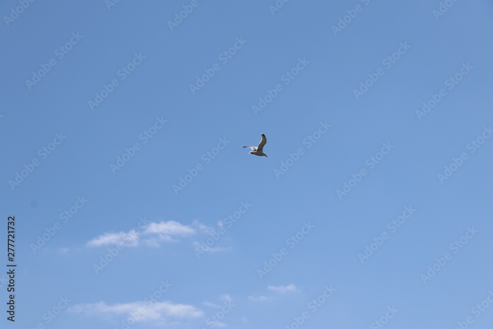 Flying seagull with blue sky as background for copy space
