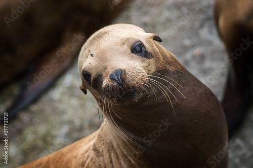 Sea Lion Looks at Camera with Big Brown Eyes and Whiskers