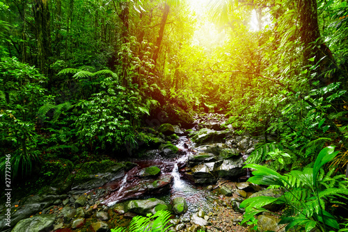 Fototapeta Naklejka Na Ścianę i Meble -  Small stream in Basse Terre jungle in Guadeloupe at sunset