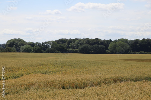 Rural landscape in summer with wheat field and a forest in the background