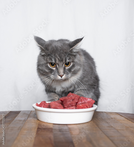 young blue tabby maine coon cat behind white cramic bowl filled with raw beef meat looking at it in front of white background