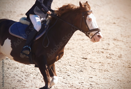 Rider galloping on a fast horse piebald with blue eyes, a passing route for an equestrian event in the summertime.
