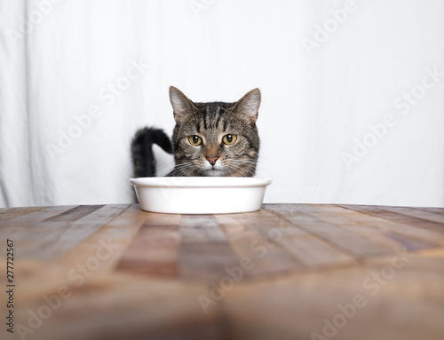 tabby shorthair cat with fold back ears looking at empty food bowl standing on wooden table in front of white background