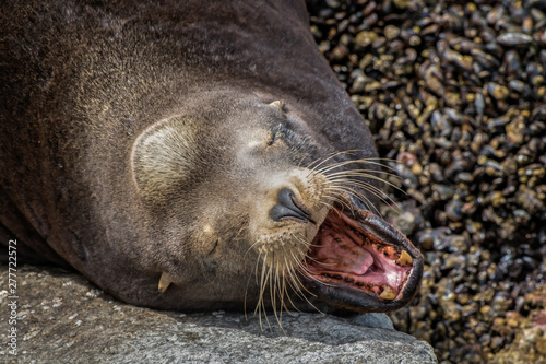 Male Sea Lion Sunning on Rock Yawns Showing Sharp Teeth