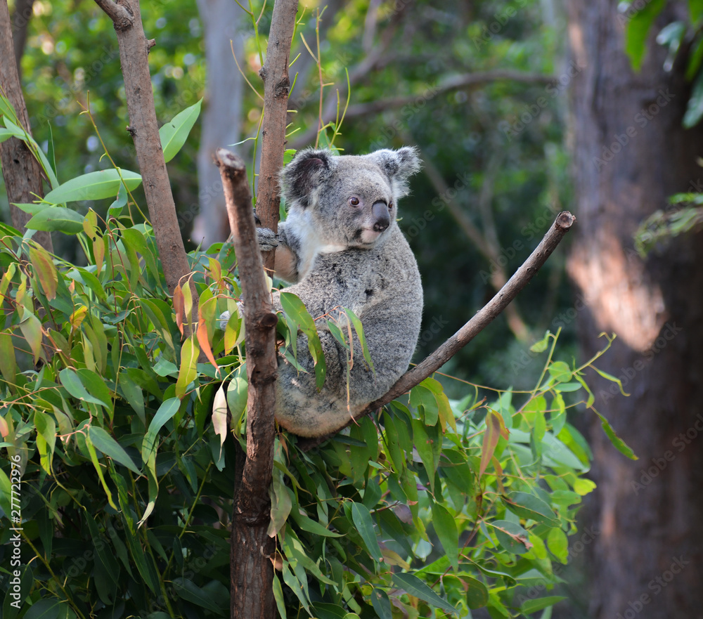 Fototapeta premium Koala Bear Australia in the zoo