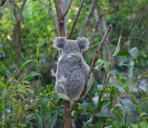 Koala Bear Australia in the zoo