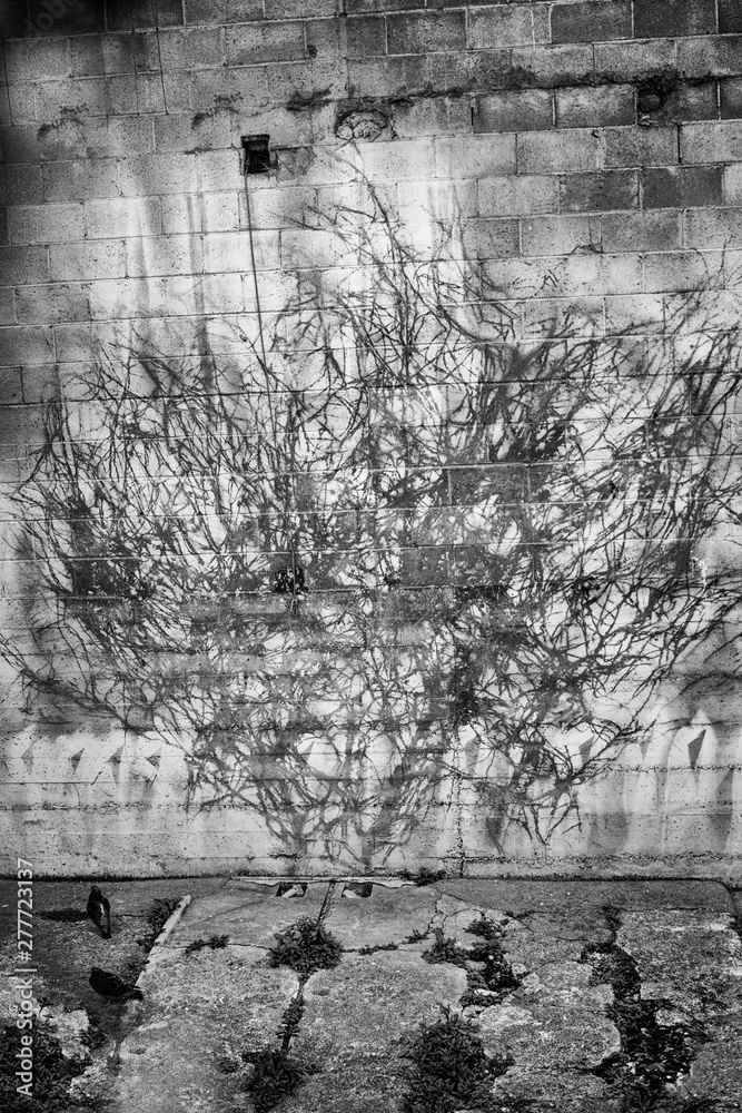 Black and White Plant Silhouette Left on White Brick Old Wall