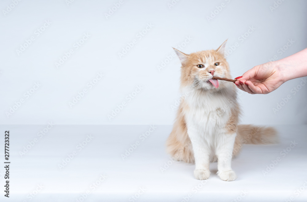 front view of a young cream tabby white ginger maine coon cat with open mouth and tongue out getting fed by owner. female human hand feeding the cat with treat stick snacks on white studio background - obrazy, fototapety, plakaty 