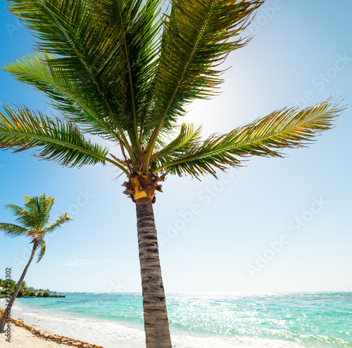 Palms in Raisins Clairs beach in Guadeloupe
