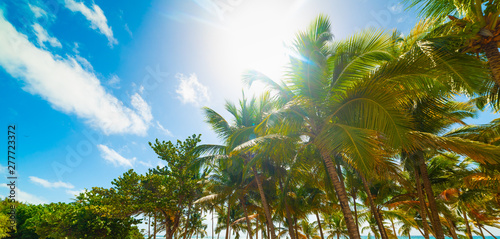 Palm trees in Bois Jolan shore in Guadeloupe