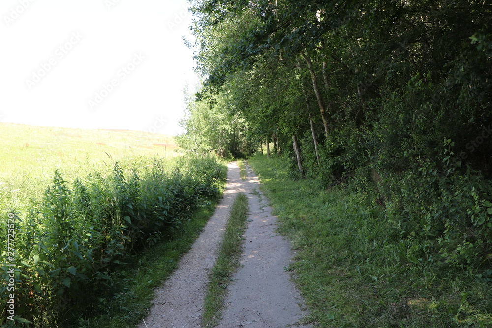 Lonely agricultural road in the countryside between grain field and forest Lonely agricultural road in the countryside between grain field and forest