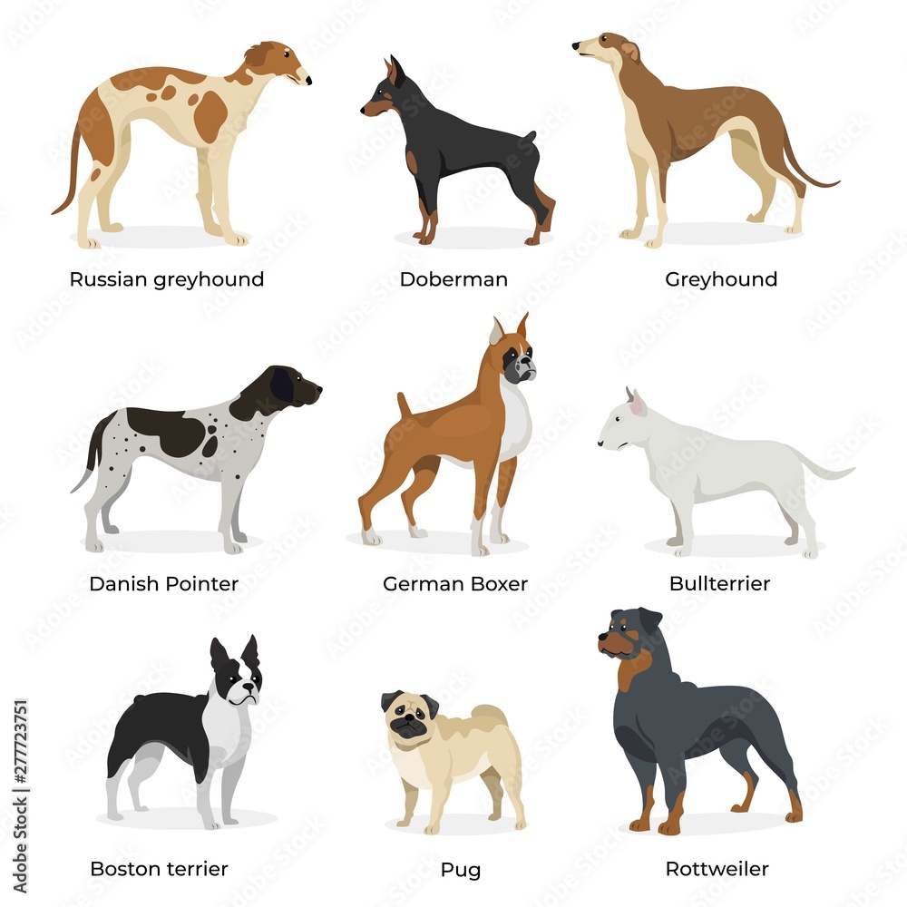 Dog breeds vector collection isolated on white background. Russian greyhound. Doberman. Greyhound. Danish Pointer. German Boxer. Bullterrier. Boston terrier. Pug. Rottweiler. Dogs in flat style.