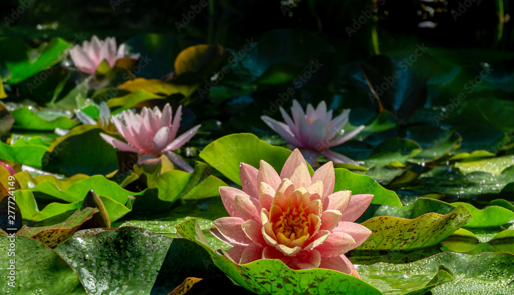 Floral magic natural landscape with close-up of water lilies or lotus flowers Perry's Orange Sunset with spotty leaves with three pink nympheas in garden pond. Magic atmosphere. Selective focus Floral magic natural landscape with close-up of water lilies or lotus flowers Perry's Orange Sunset with spotty leaves with three pink nympheas in garden pond. Magic atmosphere. Selective focus