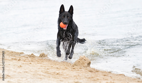 dog runs along the beach