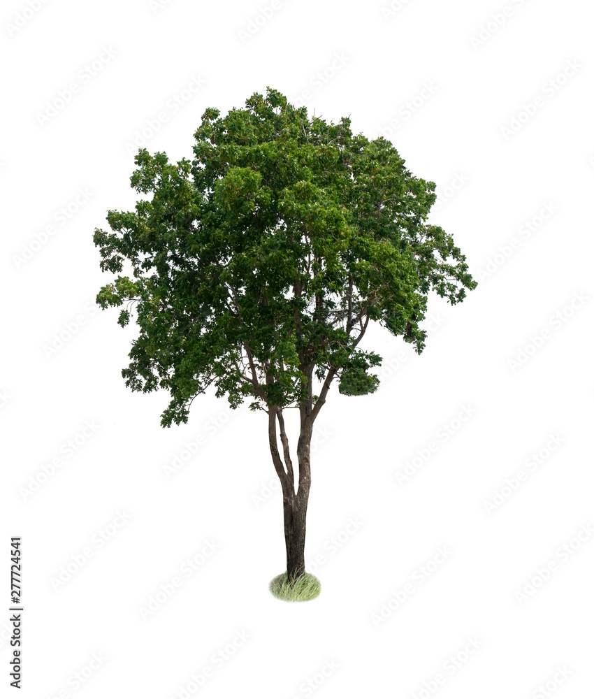Green tree isolated on a white background. Used for designing various media