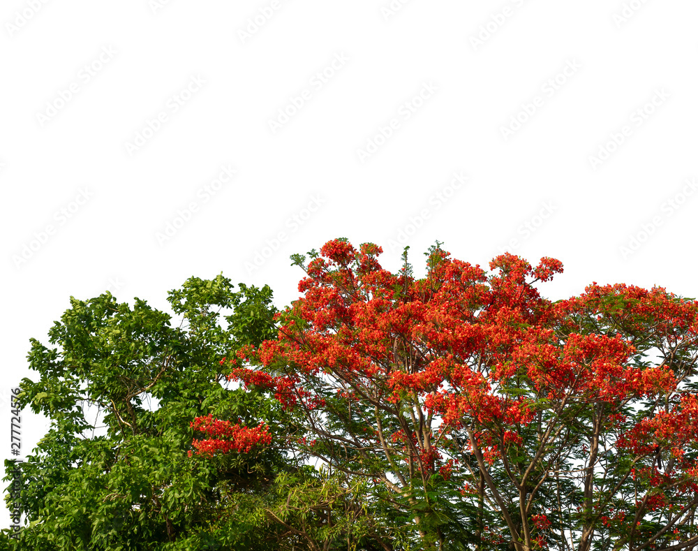 Flame tree is isolated on a white background is used for architectural design and advertising.
