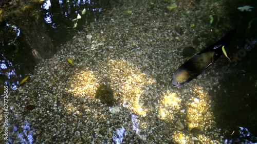 Trout movement in the water