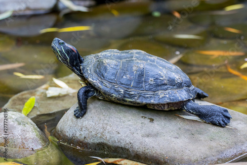 A black turtle sits on a stone in the water_