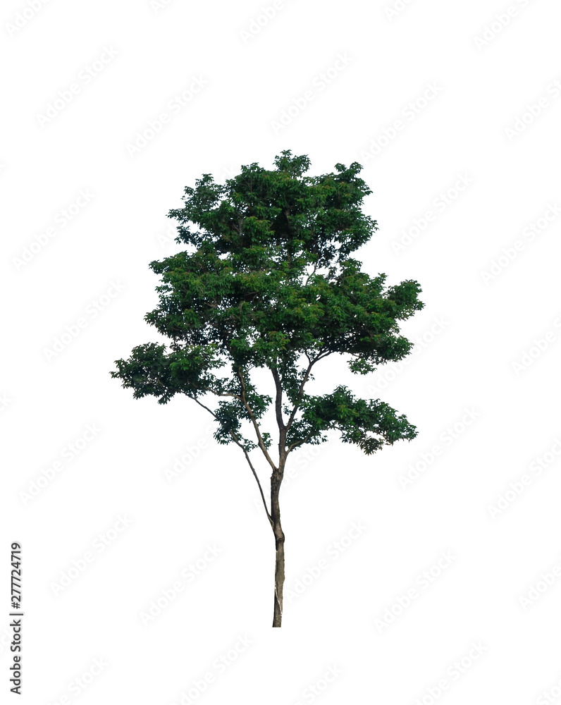 Fototapeta premium green trees isolated on white background used for architecture design and advertising