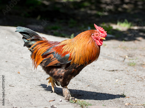 A dwarf cock goes through the farm yard in sunny weather_ © Volodymyr