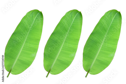 banana    leaf   s isolated    on white background. green background. banana    leafs    with    white    background.   