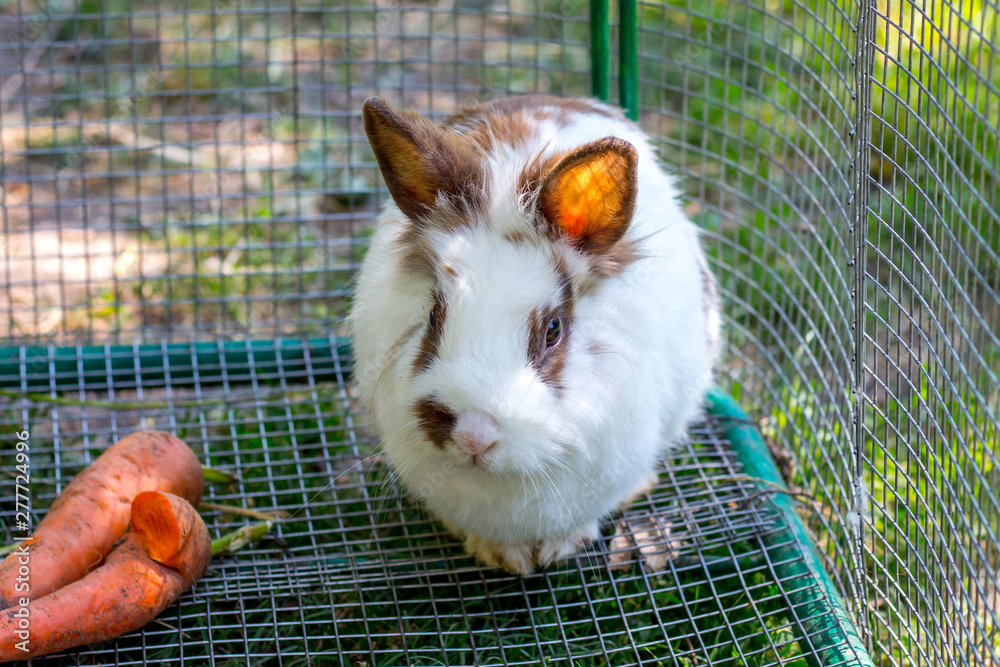 Obraz premium White fluffy rabbit in a cage near carrots_