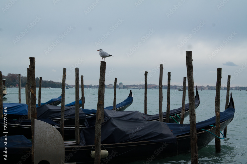 Bird resting in venezzia. Gondola