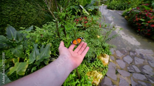 Hold a butterfly in your tropical park