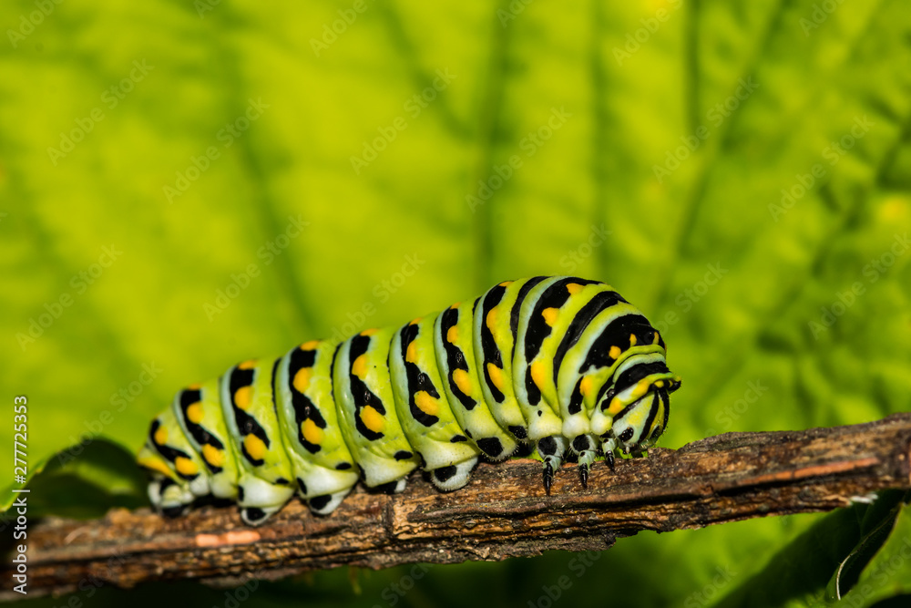 Eastern Black Swallowtail Caterpillar ( Papilio polyxenes) Eastern Black Swallowtail Caterpillar ( Papilio polyxenes)