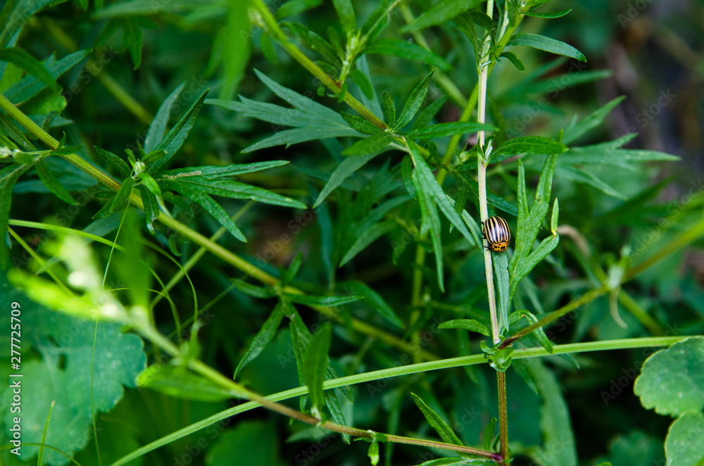 Macro photo of colorado beetle on grass in the garden. Macro photo of colorado beetle on grass in the garden.