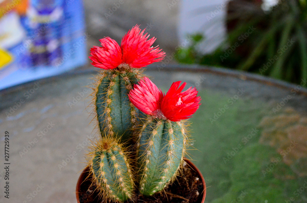 cactus with red flowers